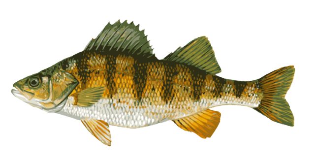 Freshwater fish clipart - Clipground