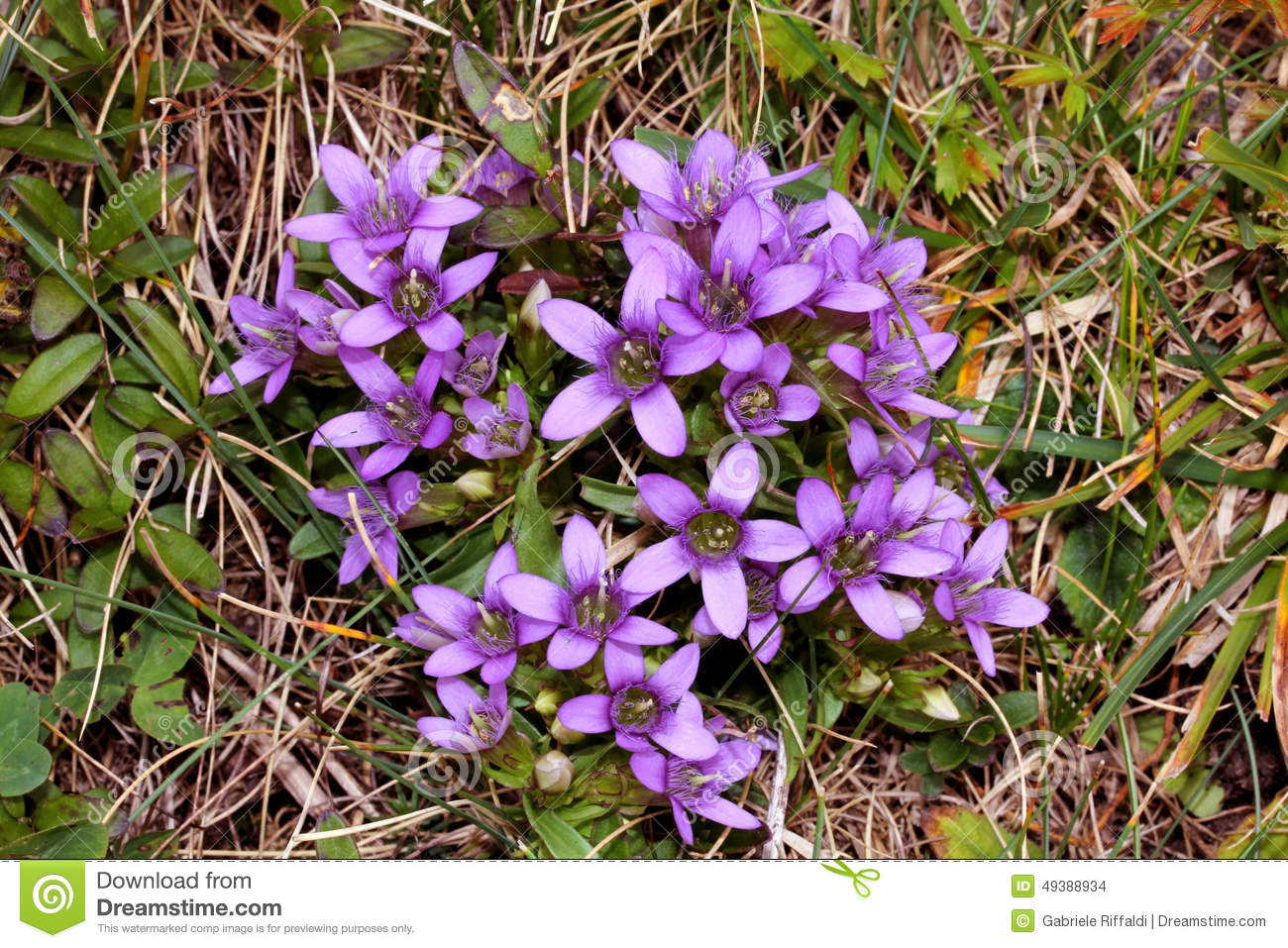 Violet Autumnal Gentiane (gentianella Engadinensis) Stock Photo. Violet Autumnal Gentiane (gentianella Engadinensis) Stock Photo.
