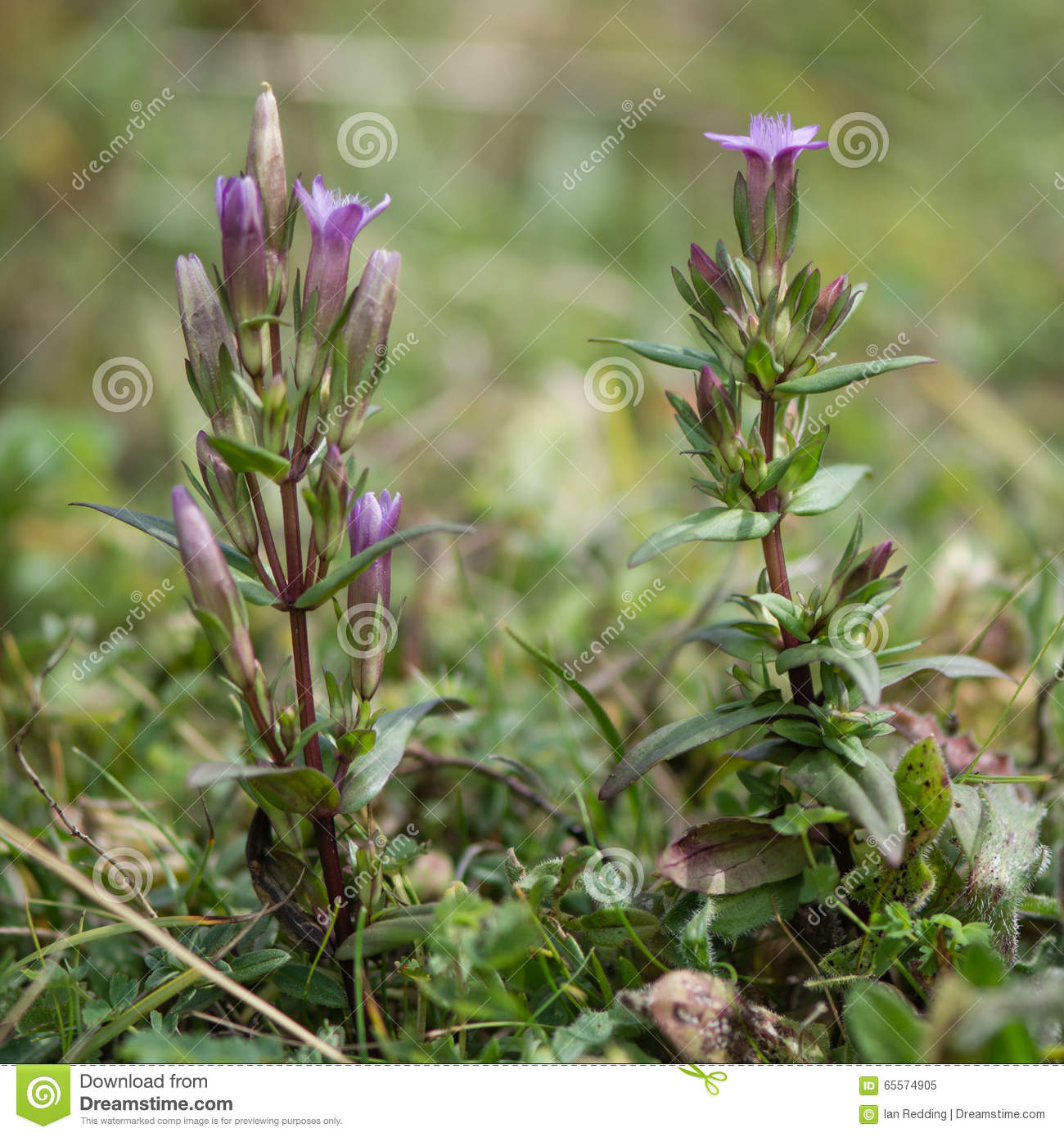 Autumn Gentian (Gentianella Amarella) In Flower Stock Photo. Autumn Gentian (Gentianella Amarella) In Flower Stock Photo.