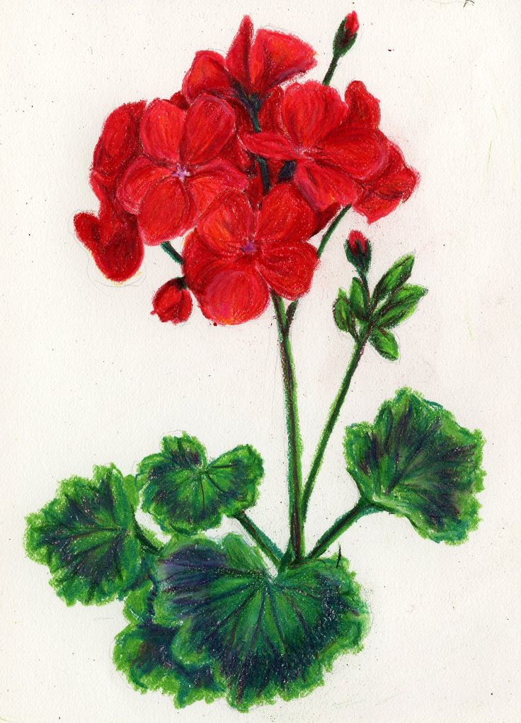 Geraniums clipart - Clipground