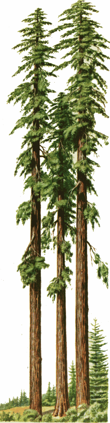 Redwoods clipart - Clipground