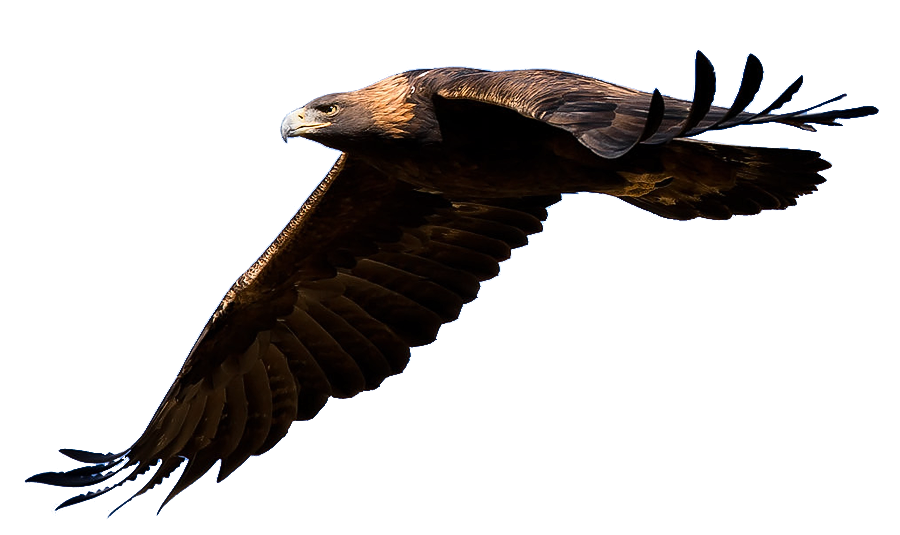 Golden eagle clipart - Clipground