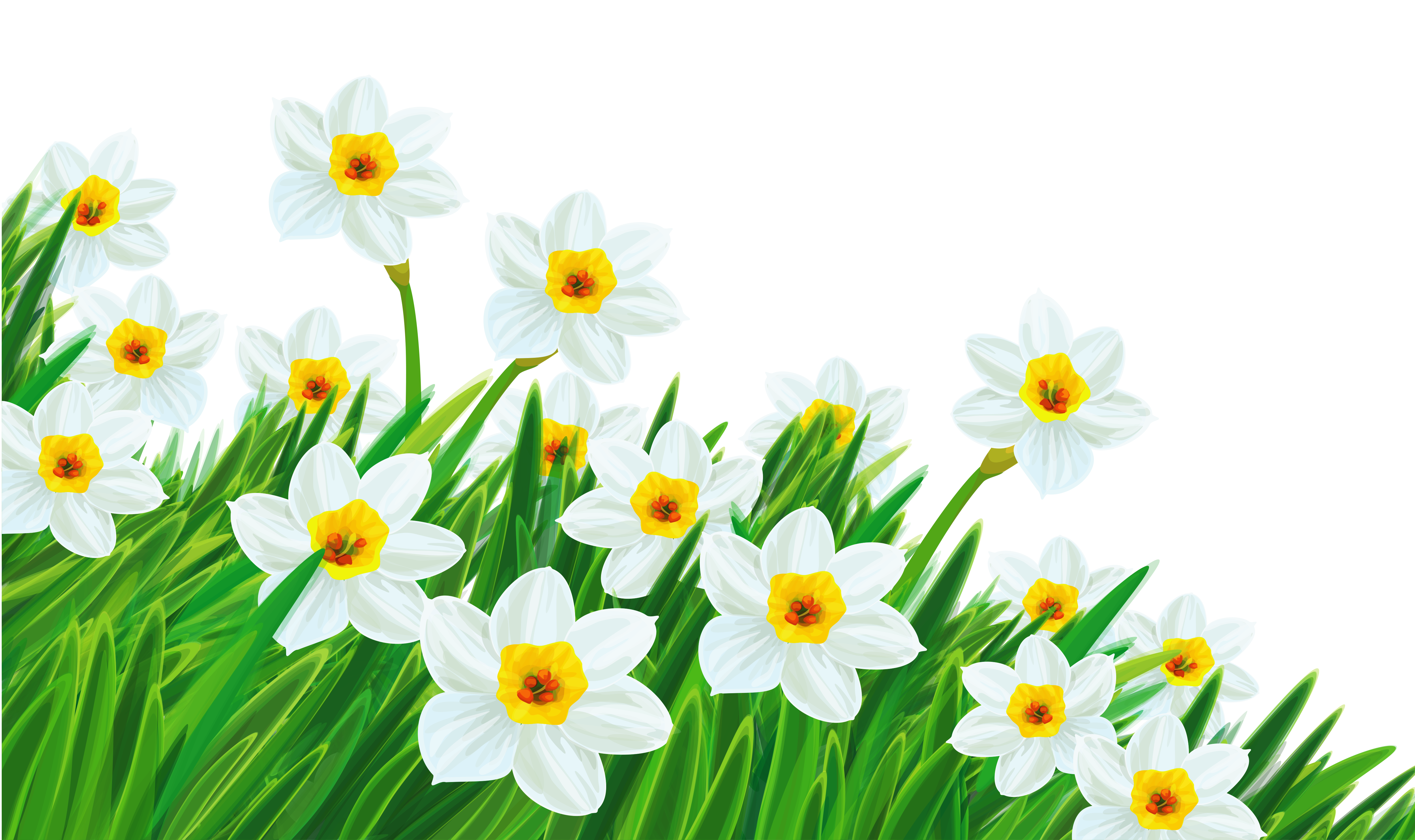 Green daffodil clipart 20 free Cliparts | Download images on Clipground