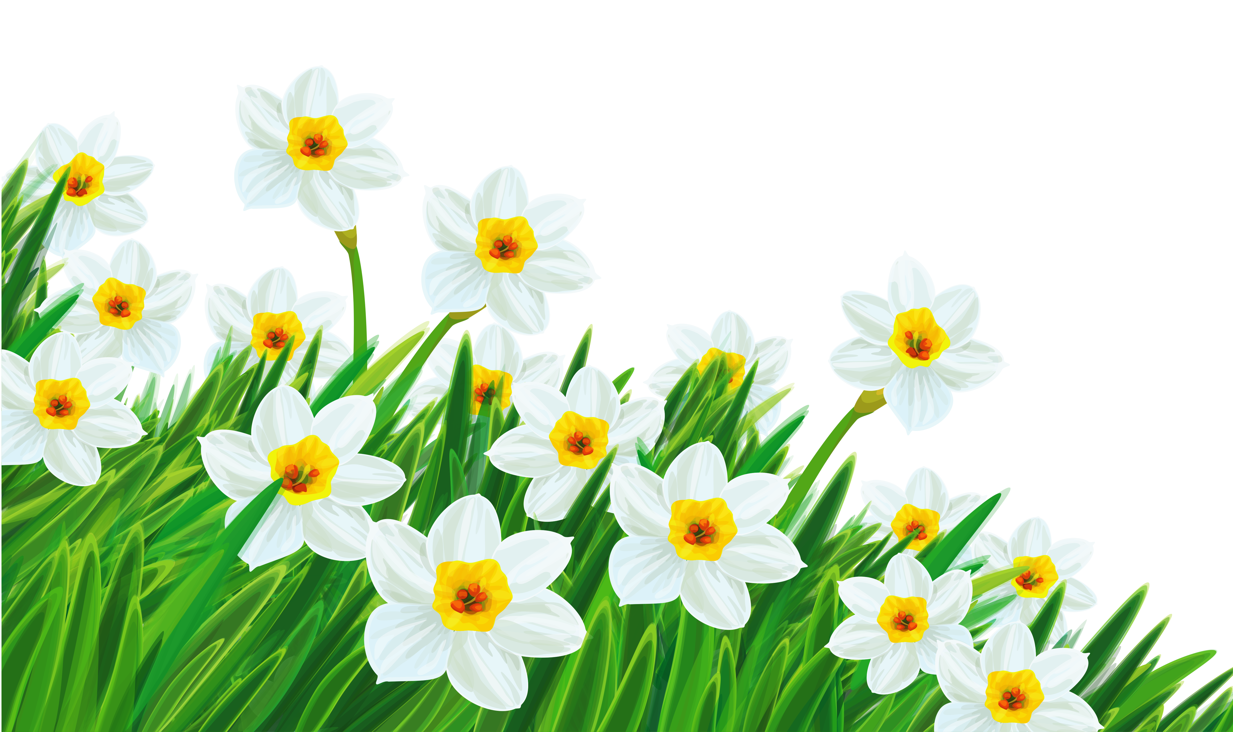 Green daffodil clipart - Clipground