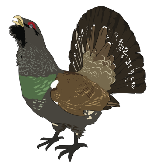 Grouse clipart - Clipground