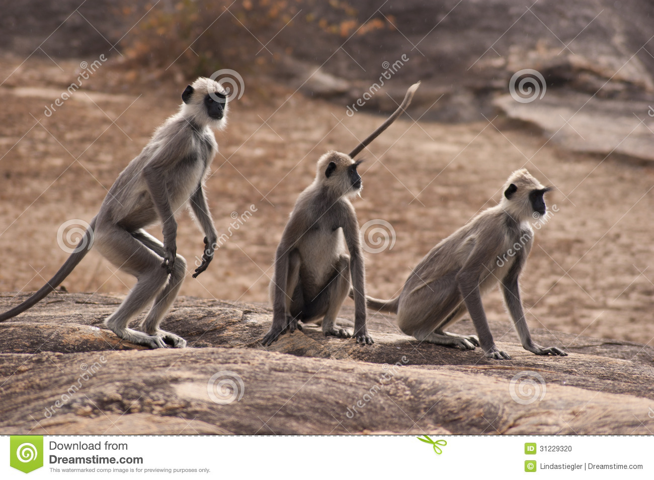 Three Monkeys (Langur) Stock Photo. Three Monkeys (Langur) Stock Photo.
