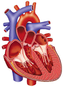 Heart muscle clipart - Clipground