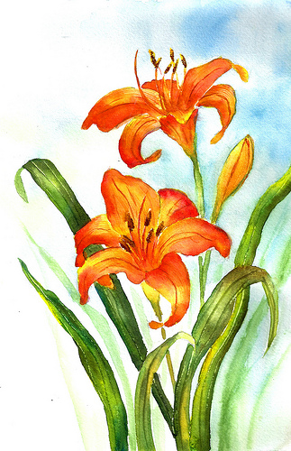 Hemerocallis daylily clipart - Clipground