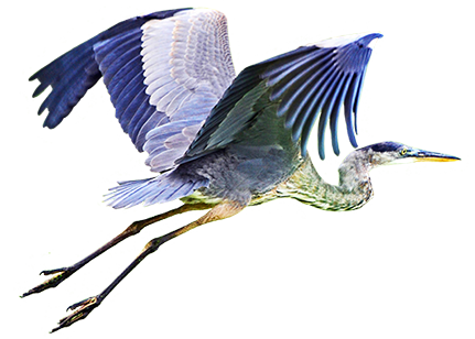 Heron in flight clipart - Clipground