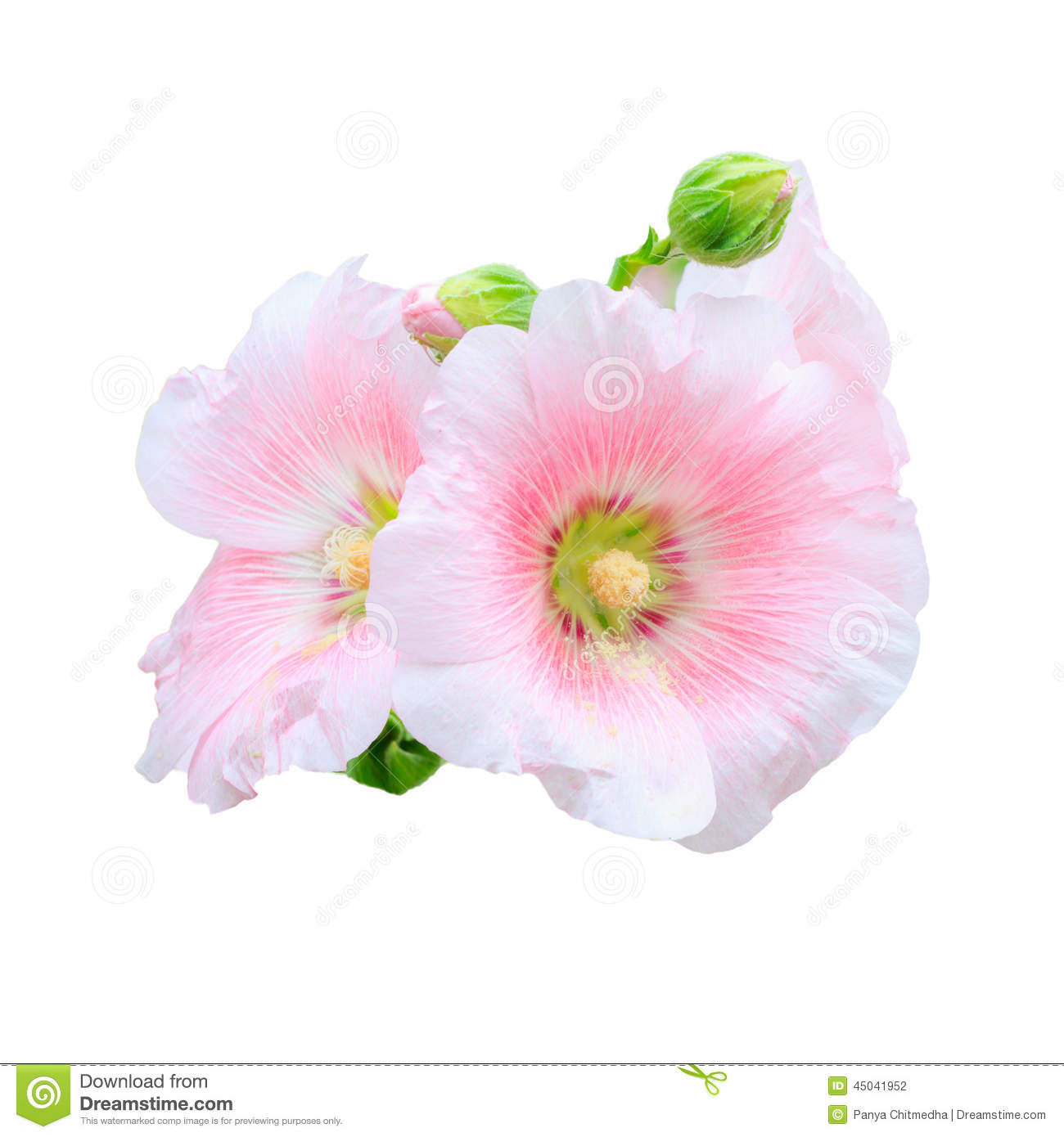 clipart rose of sharon - photo #1