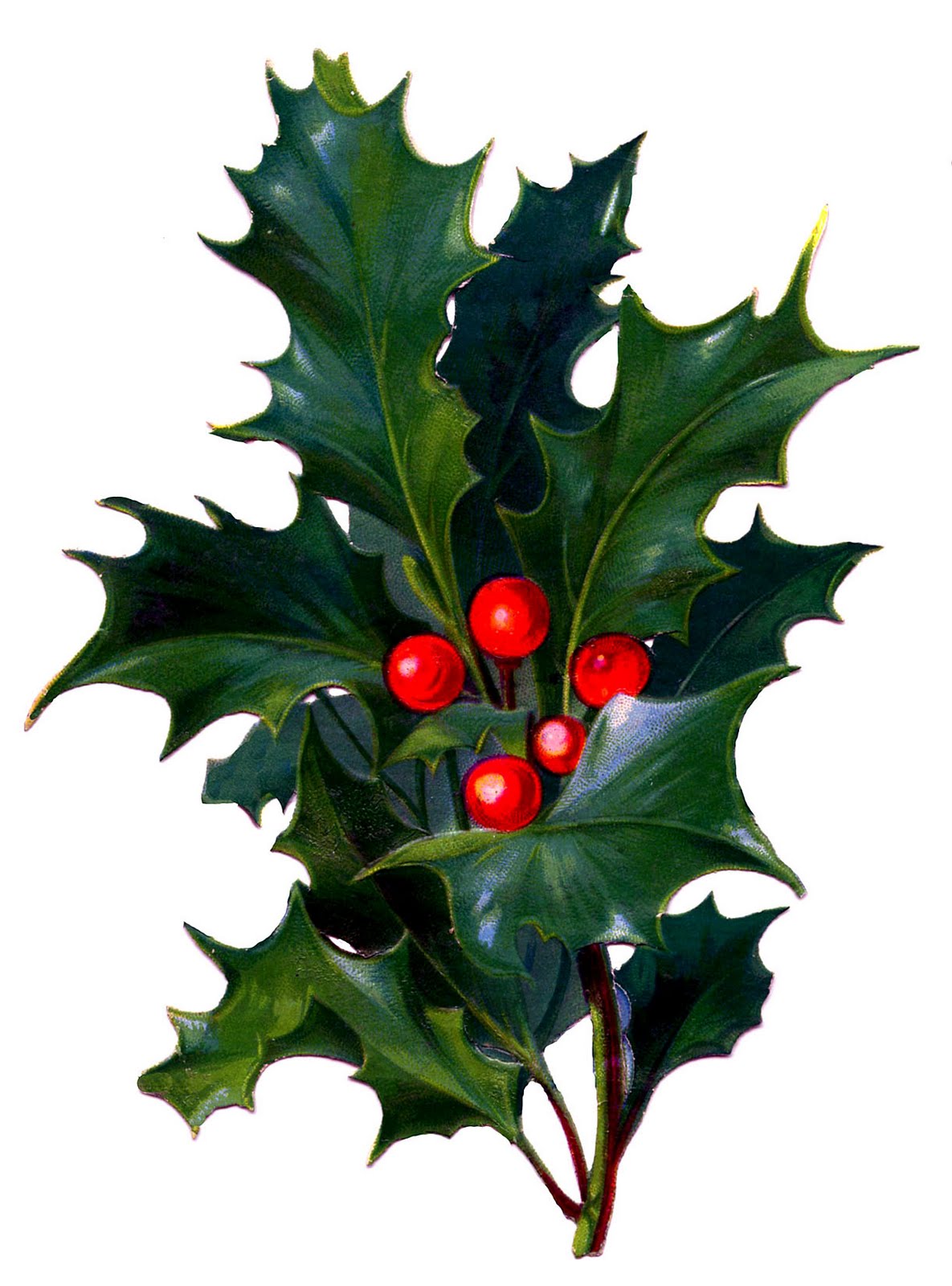 Holly-berries clipart - Clipground