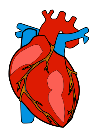 human heart clipart png - Clipground