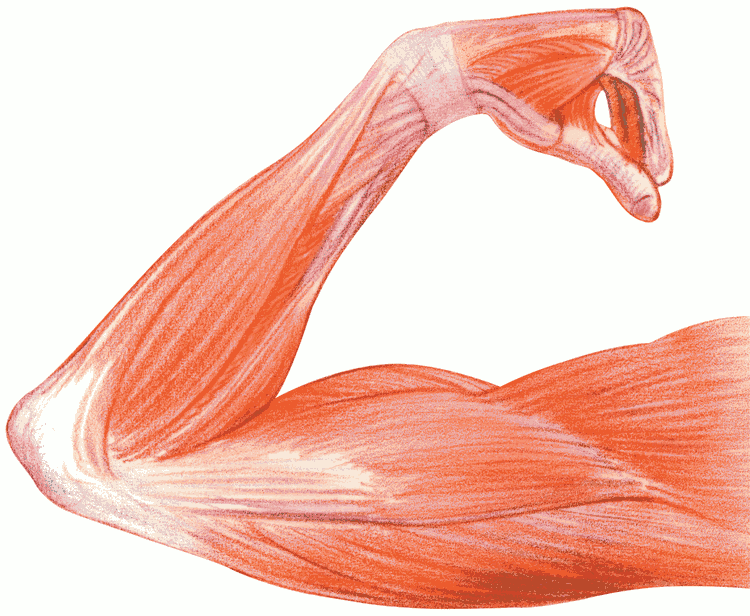 Human muscle clipart - Clipground