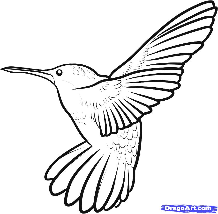 hummingbird clipart outline - Clipground
