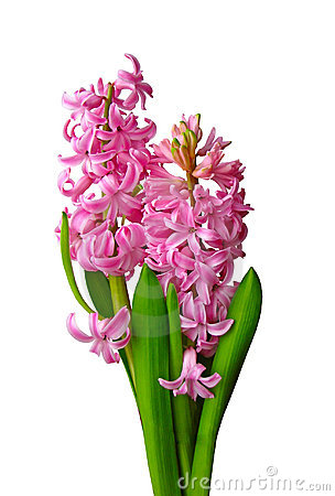 Hyacinthus clipart - Clipground