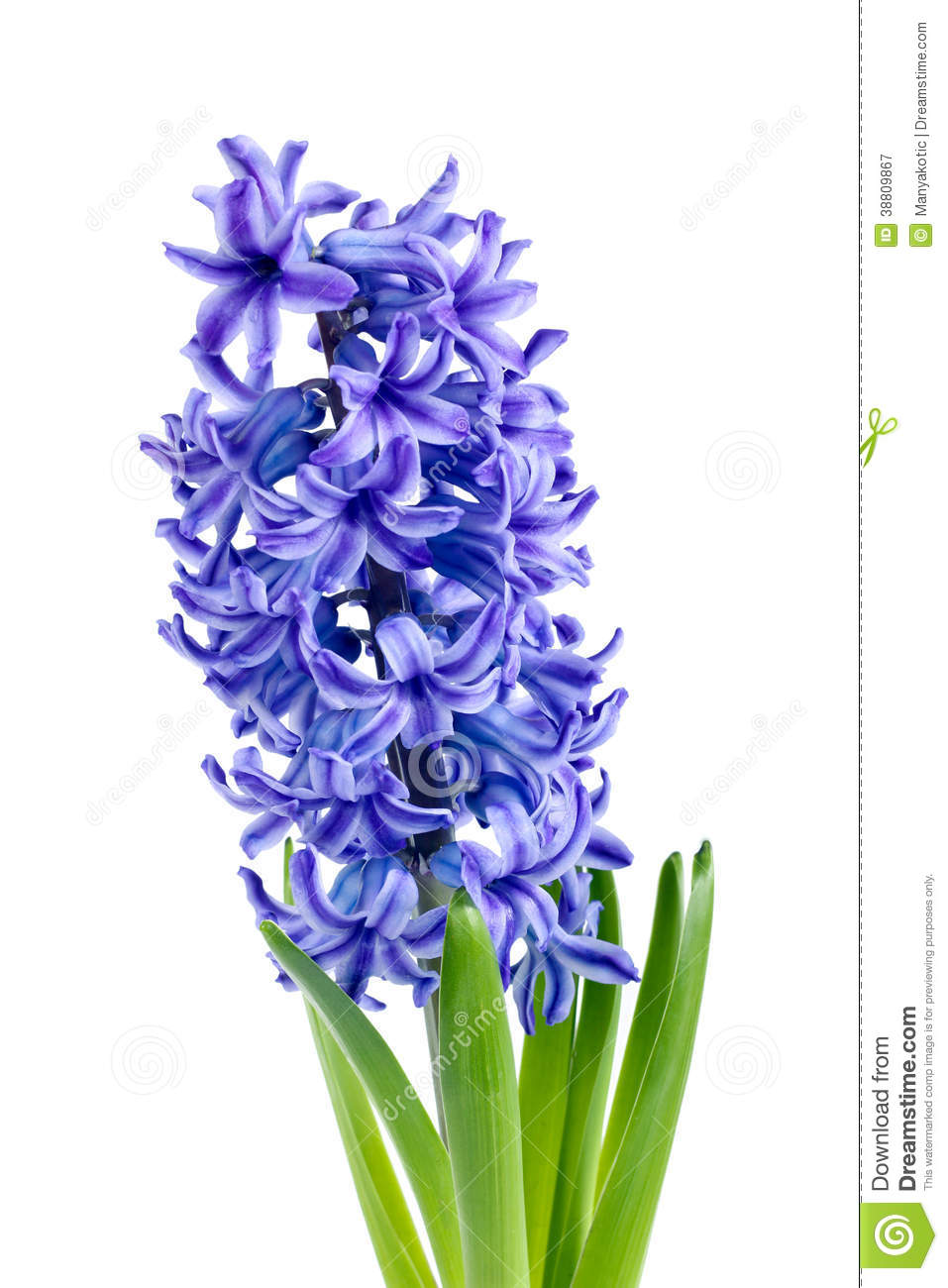 Hyacinthus clipart - Clipground