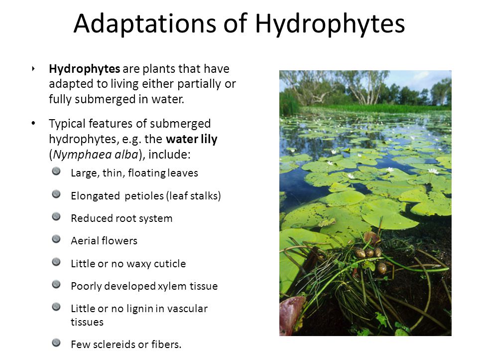 hydrophyte-clipart-clipground