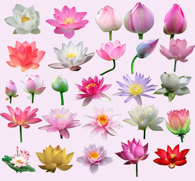 Indian lotus clipart - Clipground