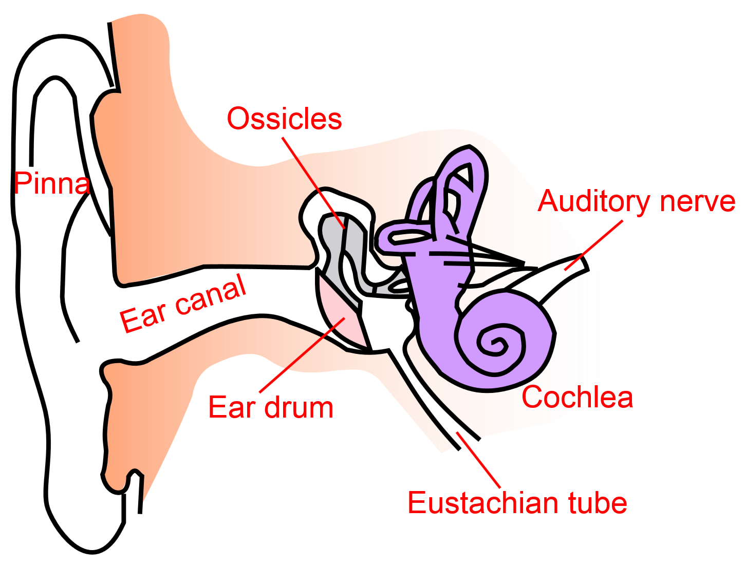 Inner Ear Clipart Clipground