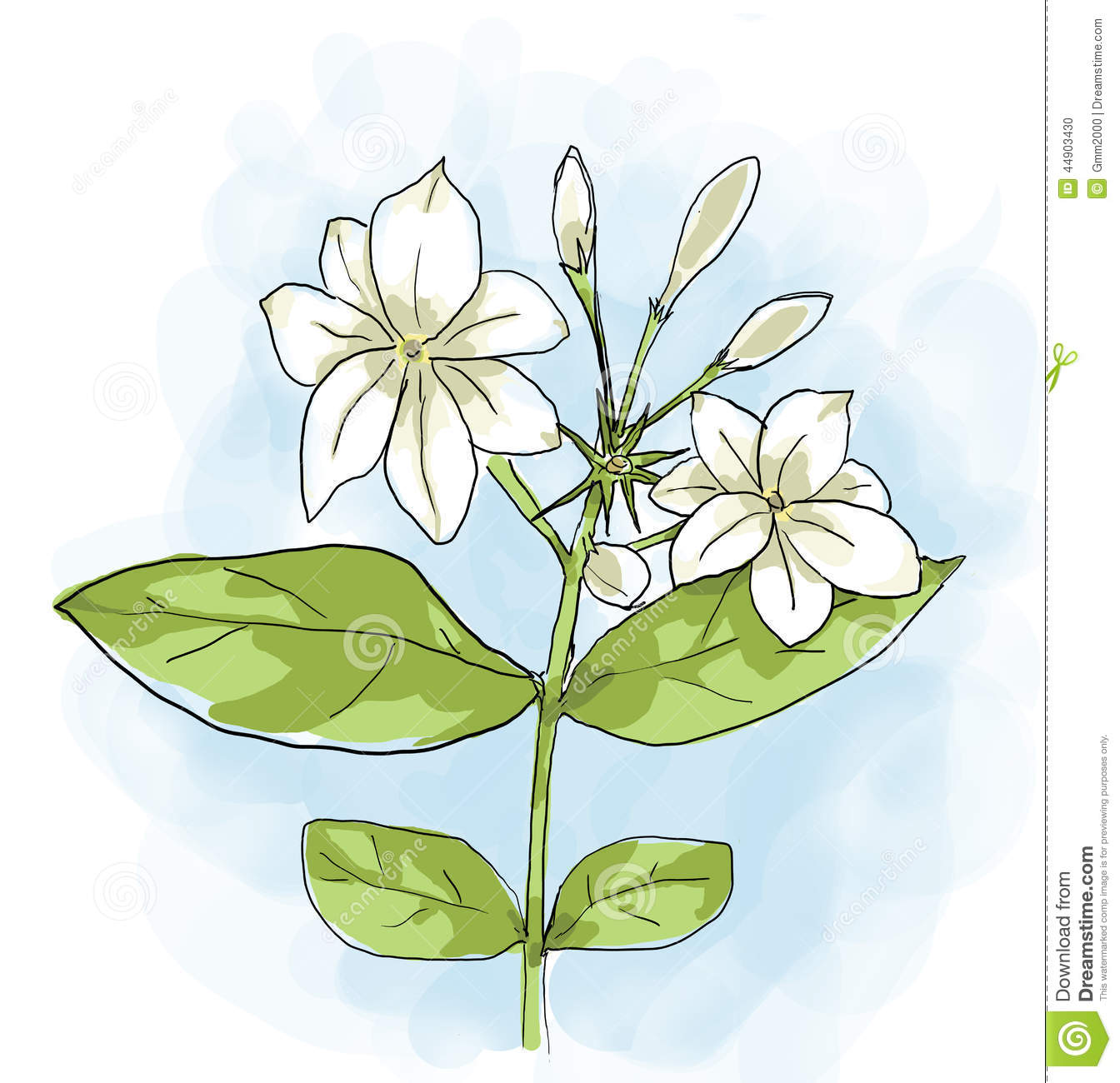 free clip art jasmine flower - photo #45