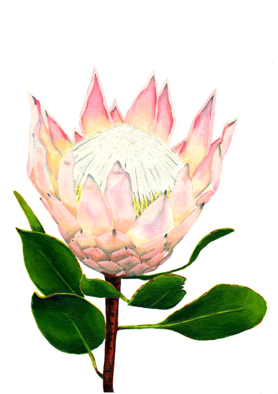 King protea clipart - Clipground