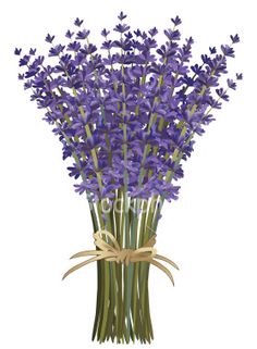 Lavender bunch clipart - Clipground