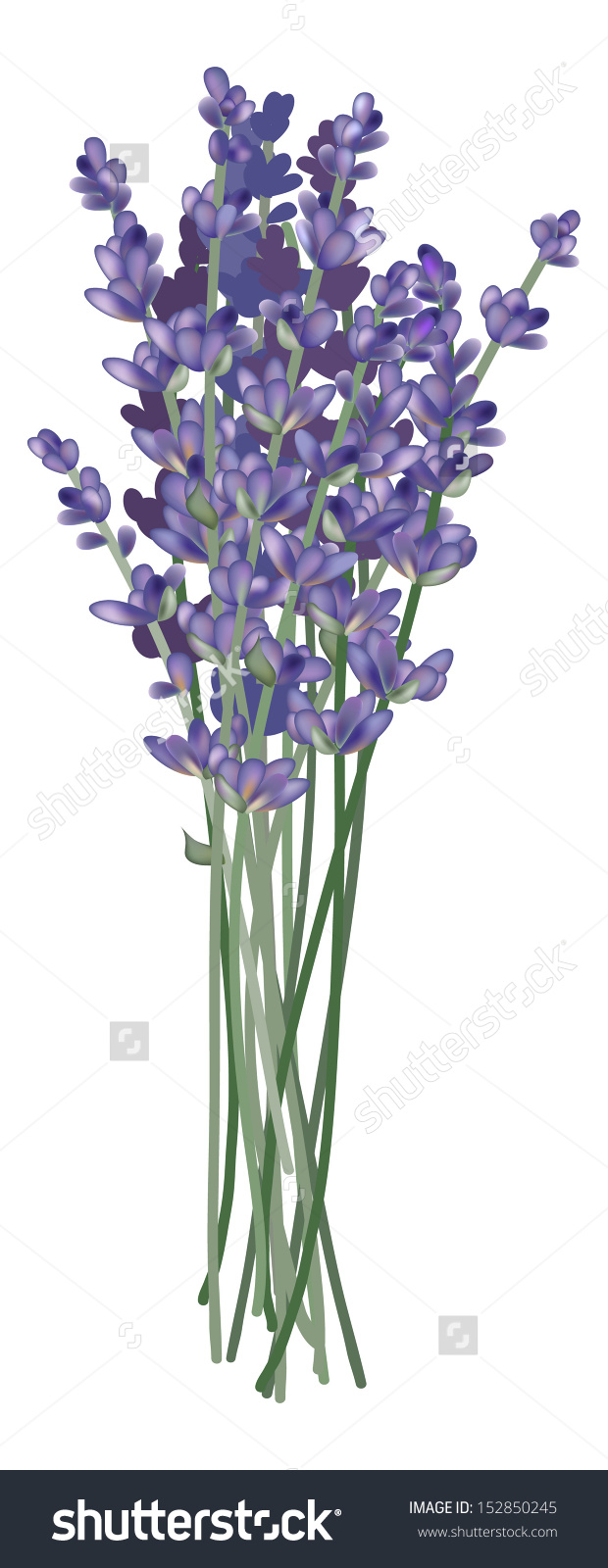 Lavender bunch clipart - Clipground