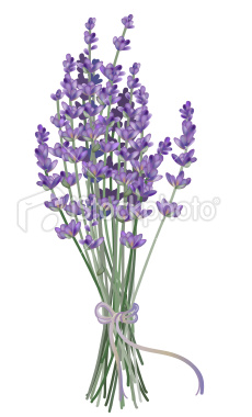 Lavender bunch clipart 20 free Cliparts | Download images on Clipground