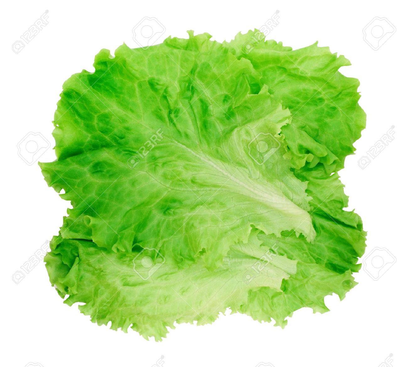 Leaf lettuce clipart - Clipground