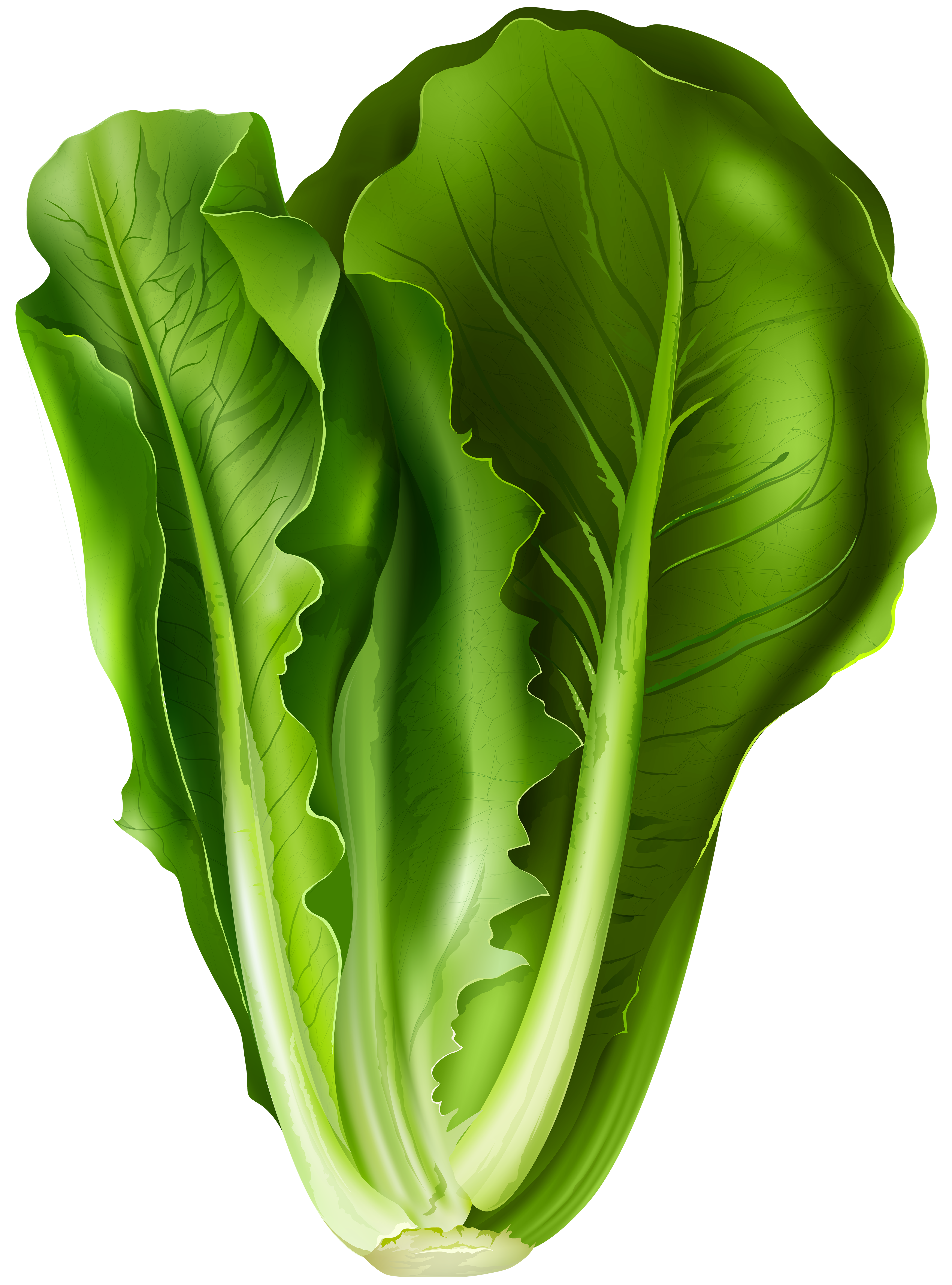 Leaf lettuce clipart - Clipground
