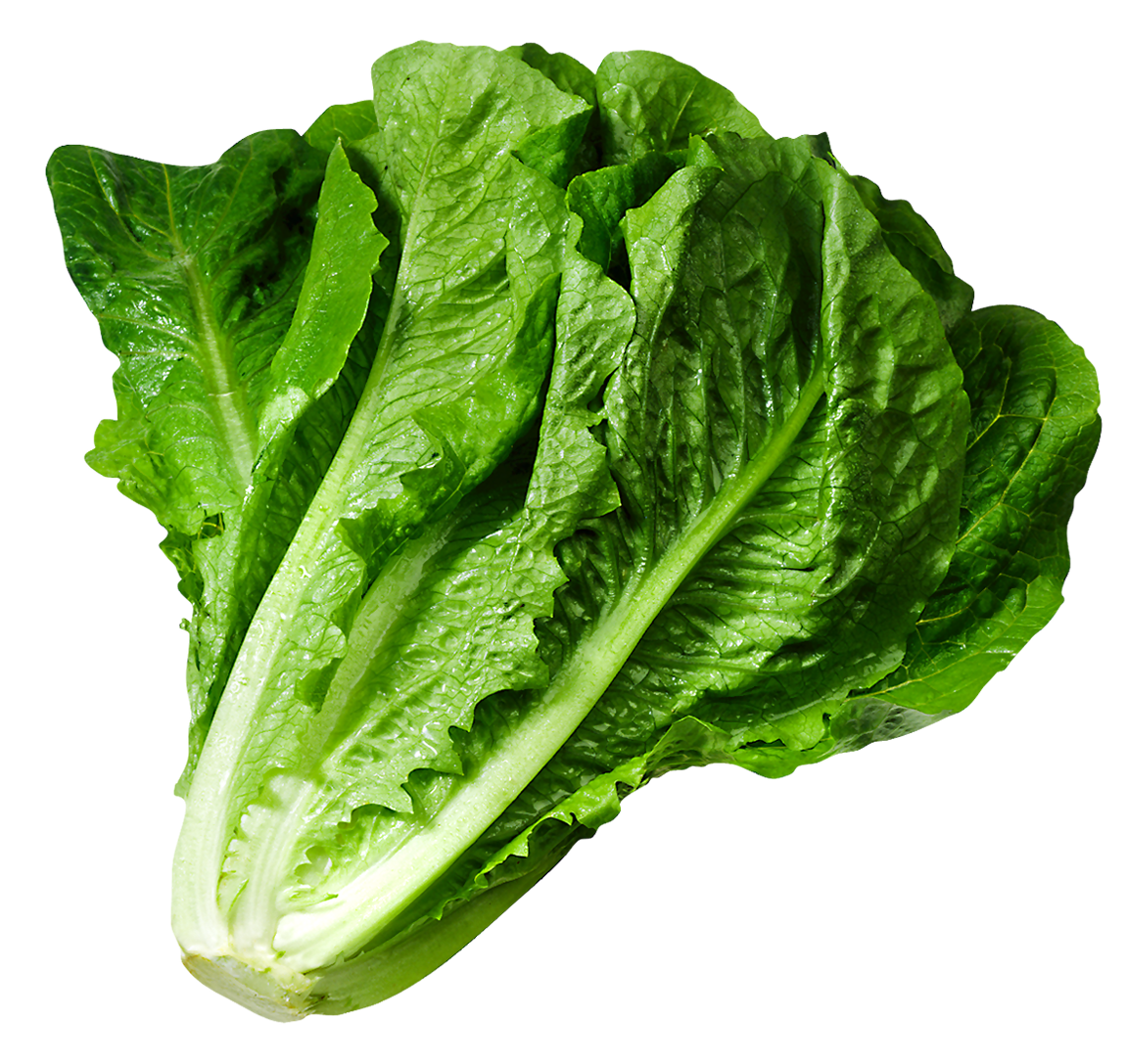 Lettuce clipart - Clipground