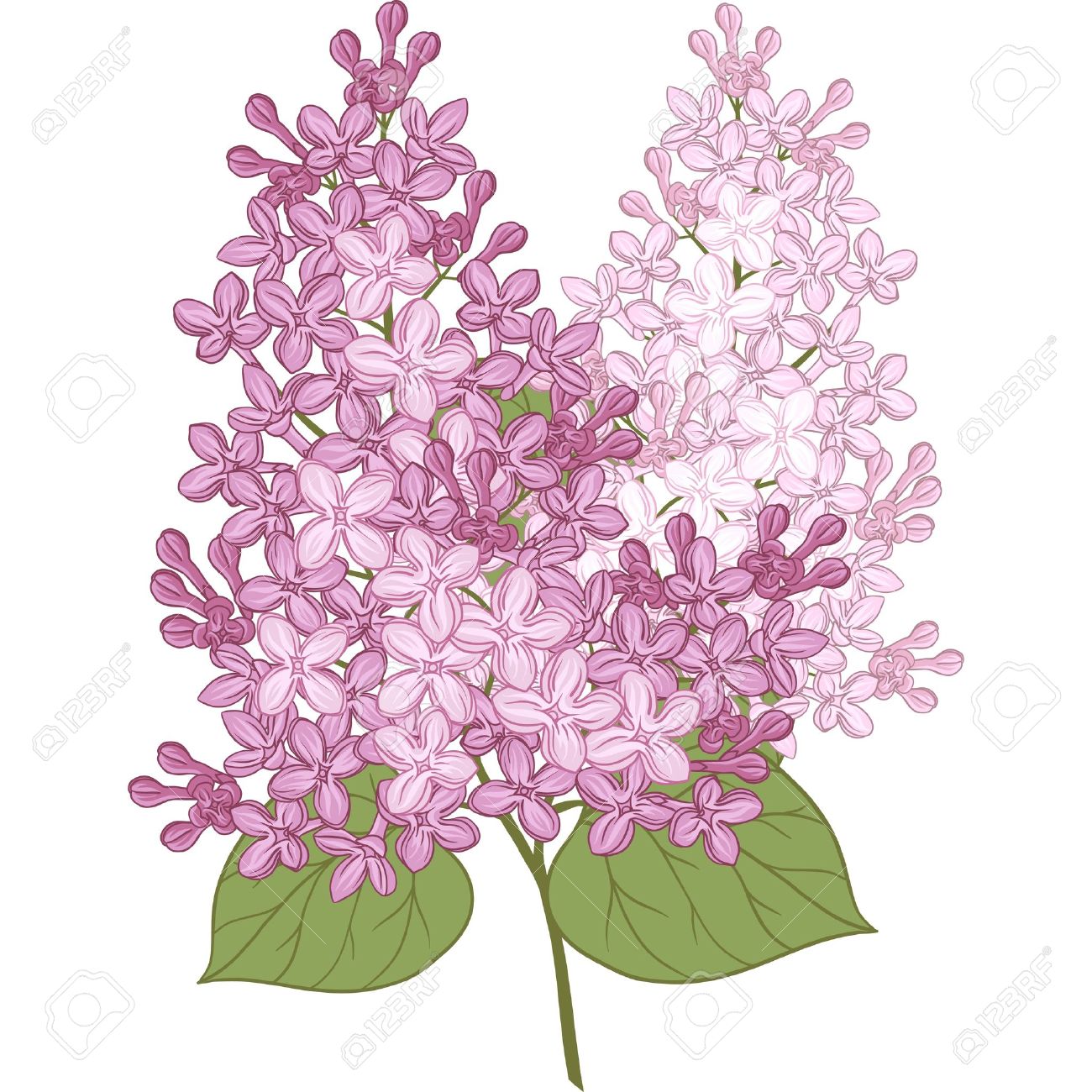 Syringa vulgaris clipart - Clipground