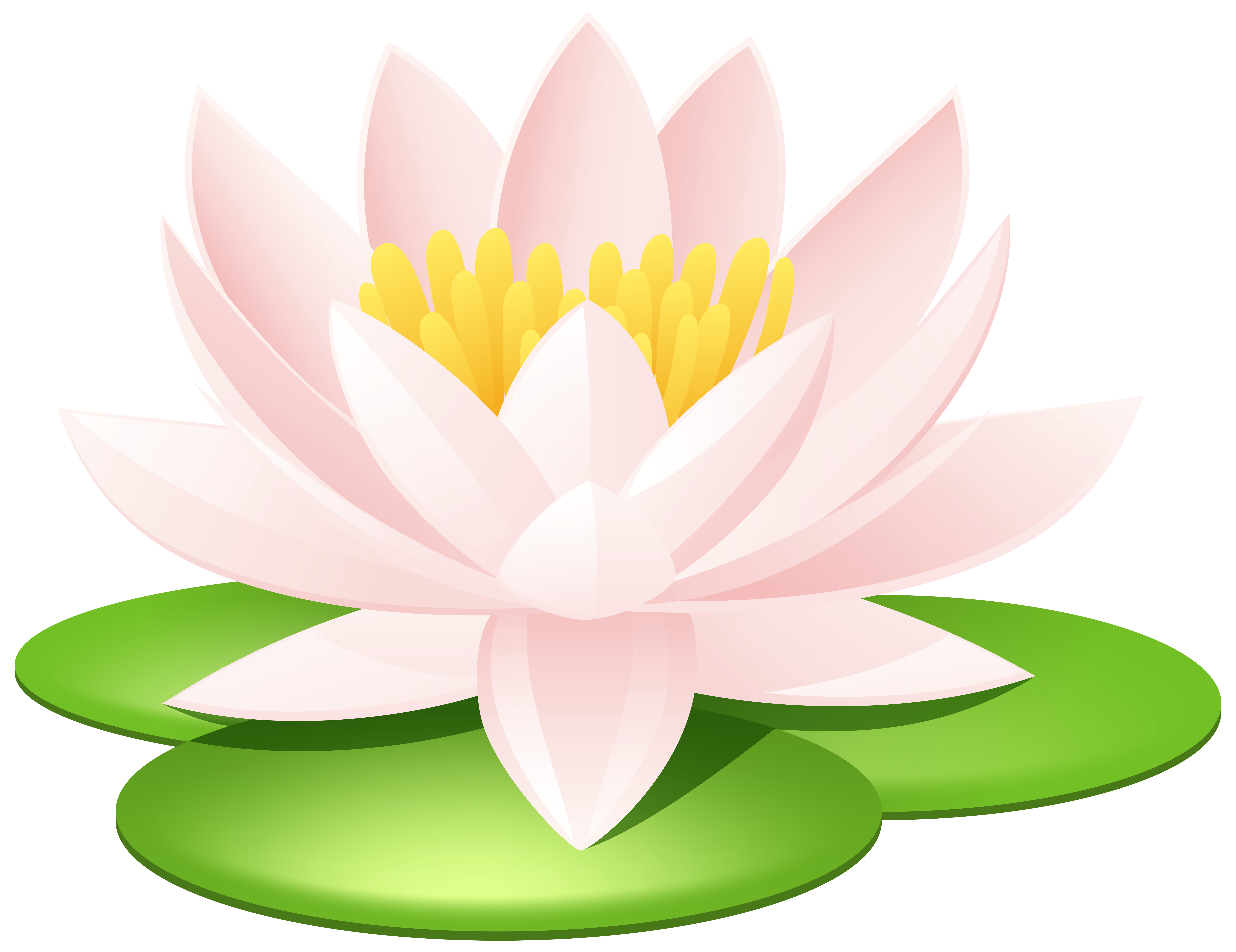 Water lily water clipart - Clipground