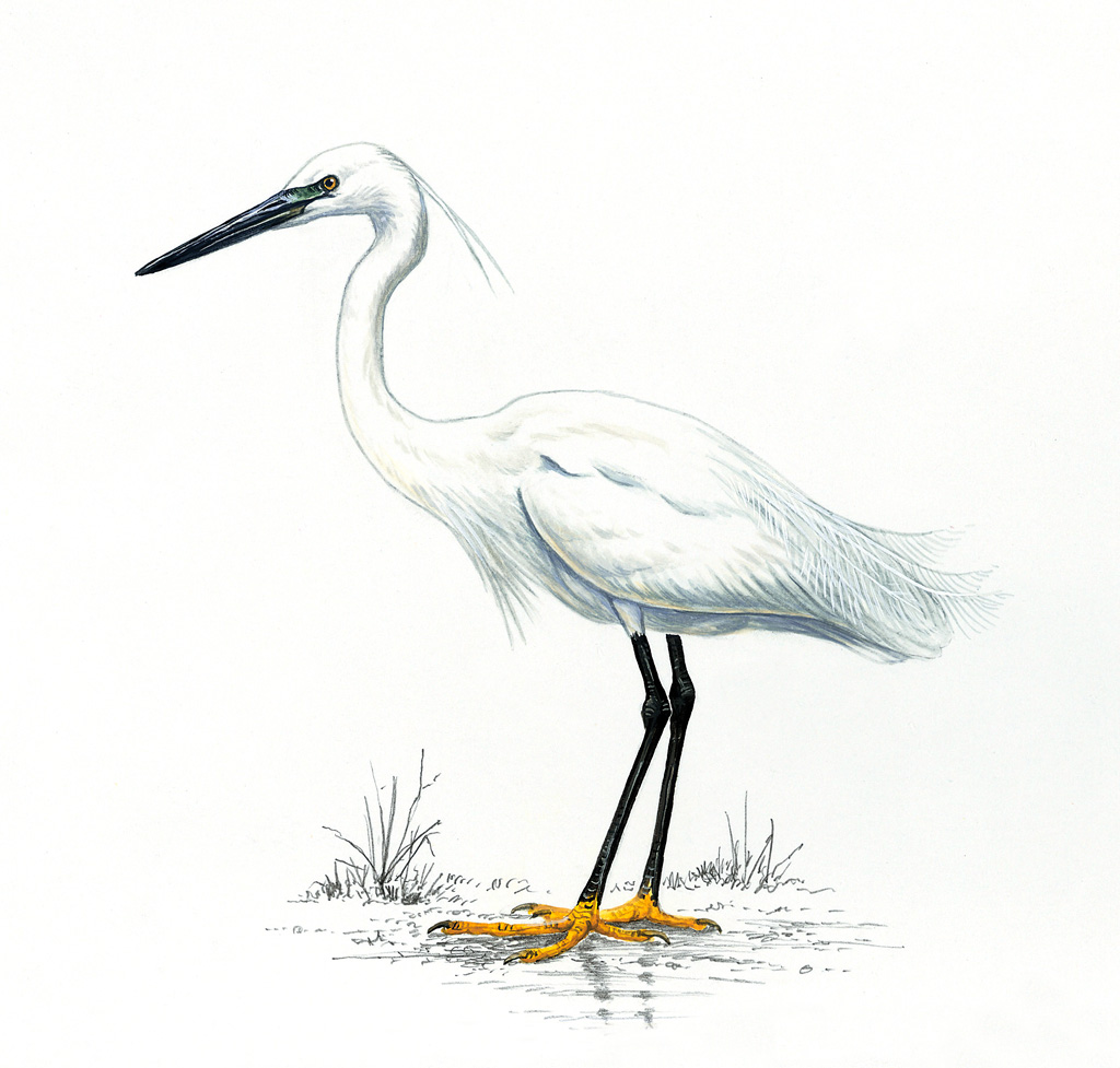 Little egret clipart - Clipground