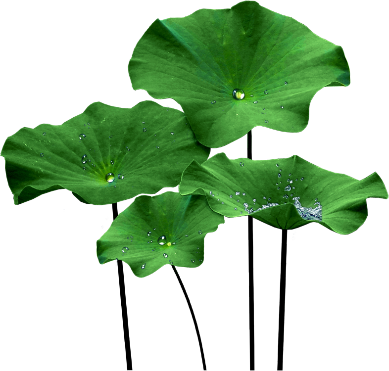 Lotus leaf clipart - Clipground