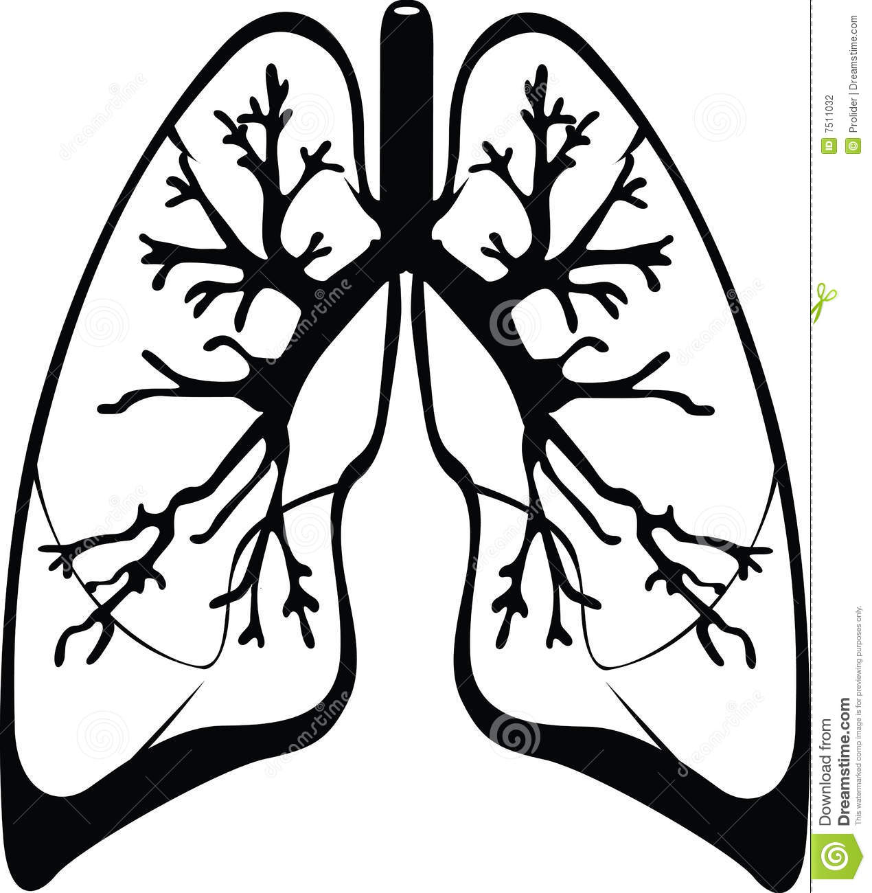 LUNGS CLIPART BLACK AND WHITE Px Image