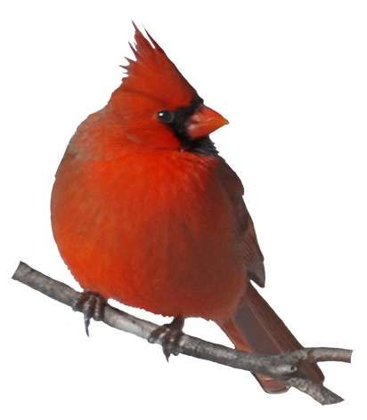 Male cardinal clipart - Clipground