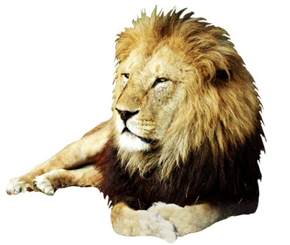 Male lion clipart - Clipground