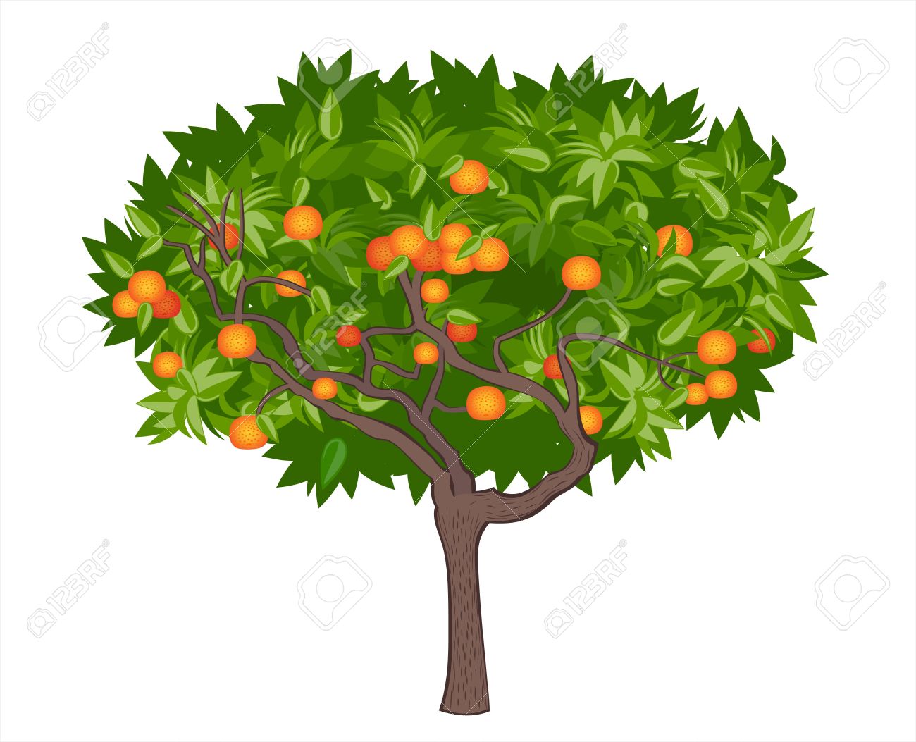 Mandarin tree clipart - Clipground