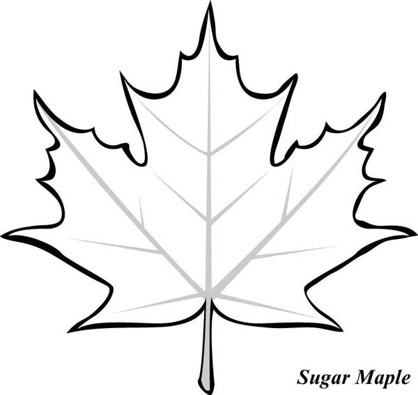 maple-leaves-clipart-clipground