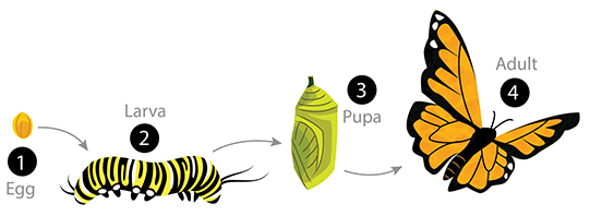 What Is An Example Of Complete Metamorphosis