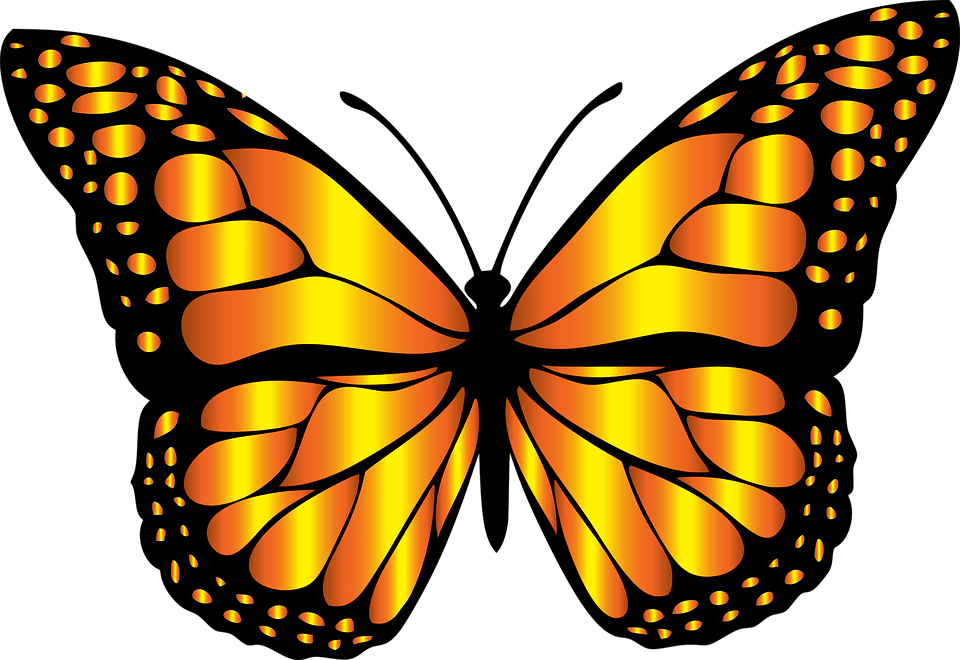 animated monarch butterfly clip art free - photo #38