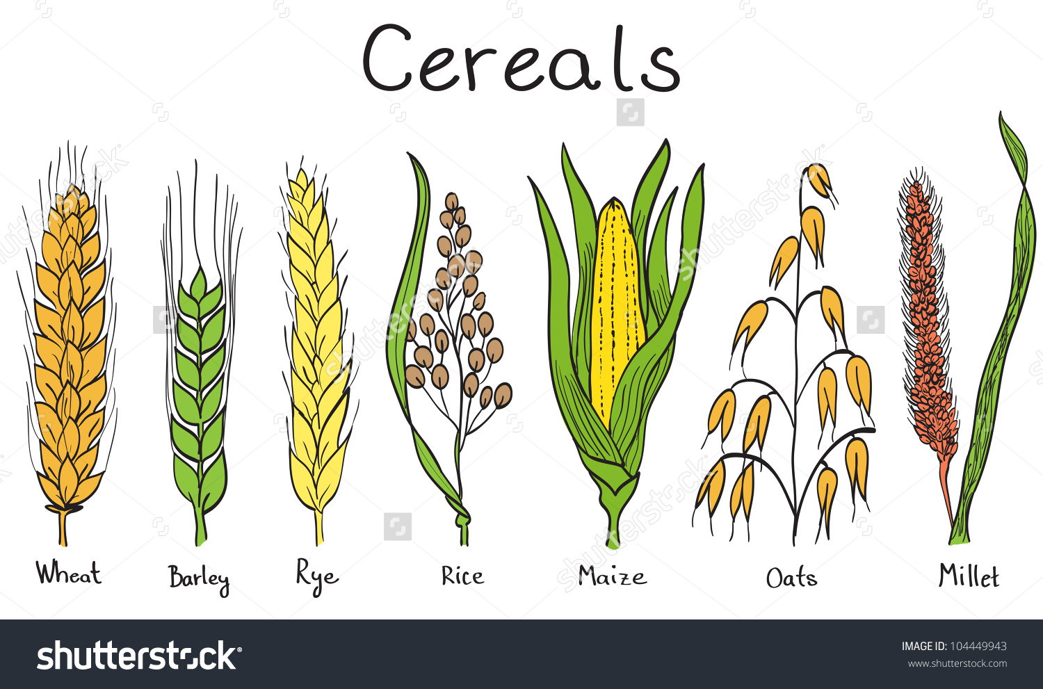 Millet Clipart Clipground