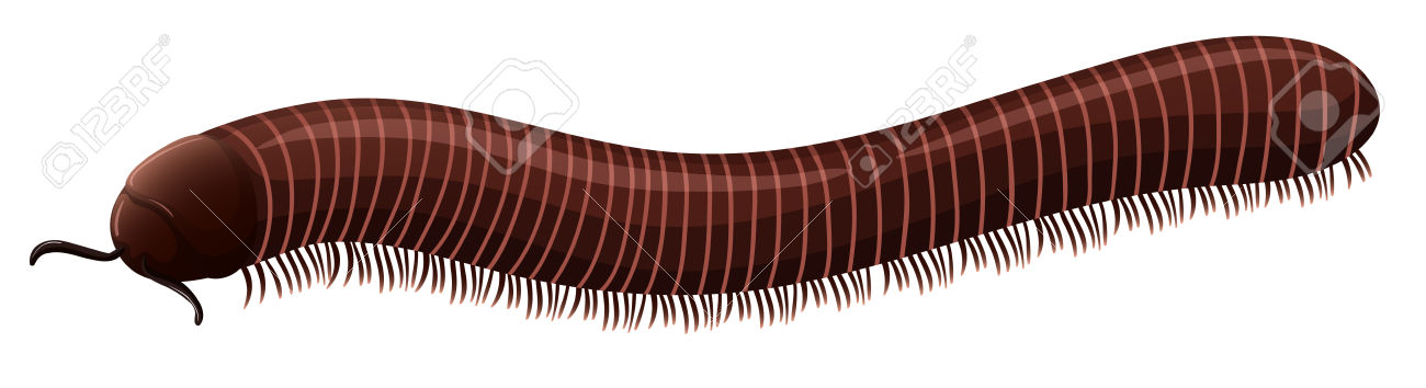 Millipede clipart - Clipground