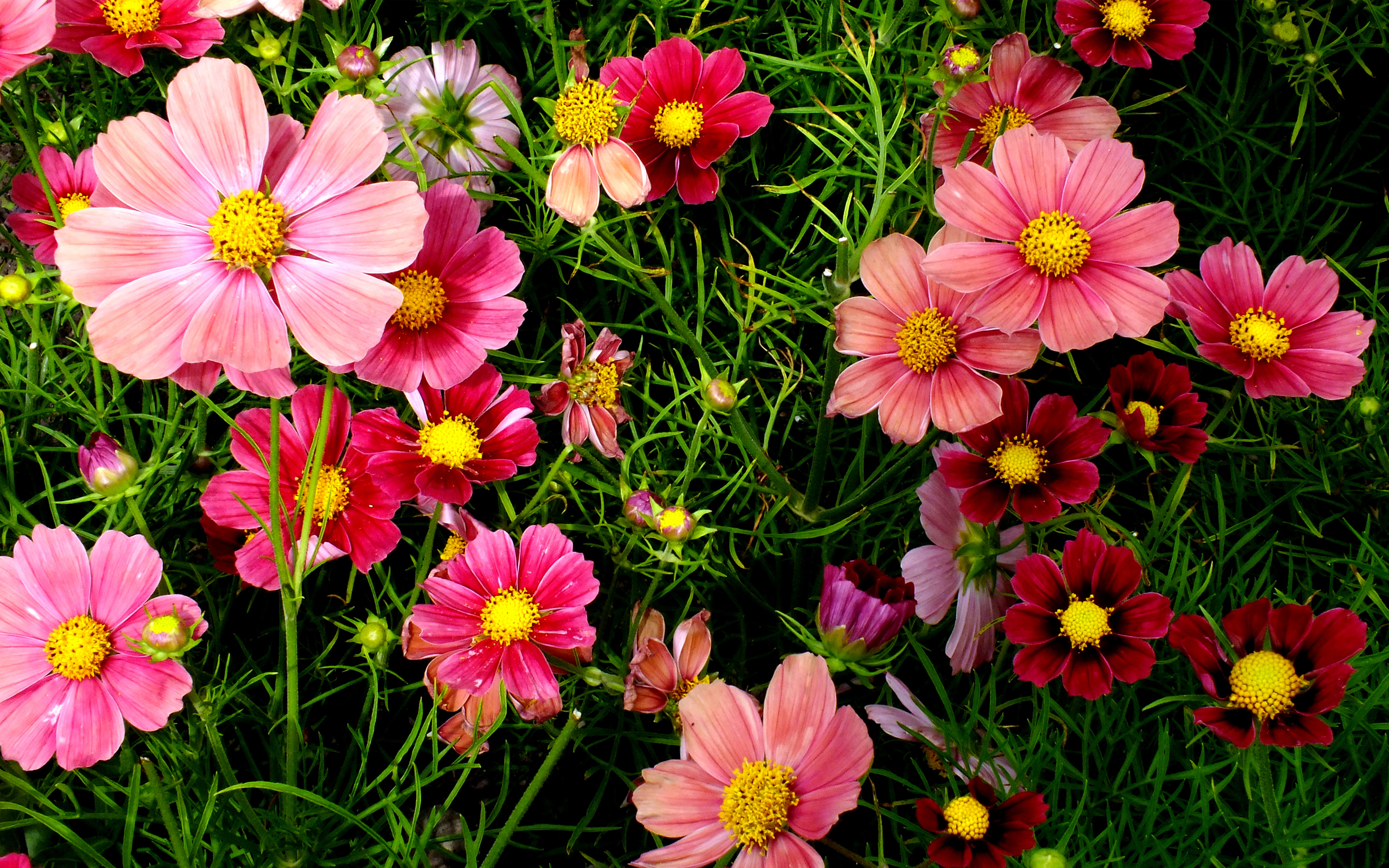 more-images-of-flowers-clipground