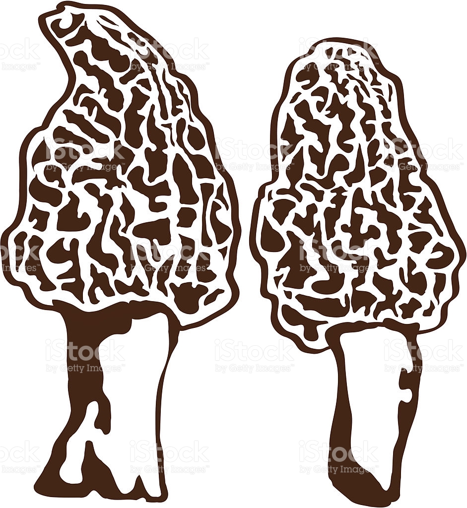 morel mushroom clip art - photo #21