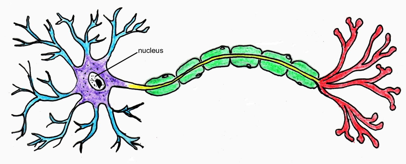 Neuron clipart Clipground