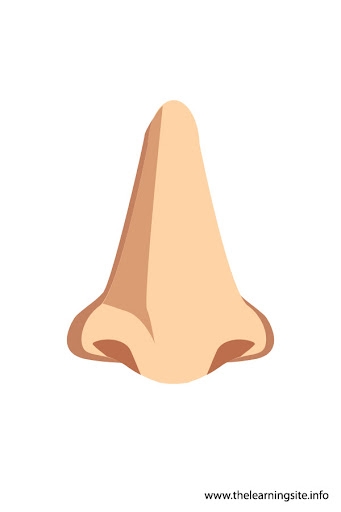 Nose clipart - Clipground