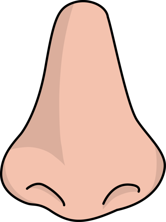 Nose Clipart Png Clipground