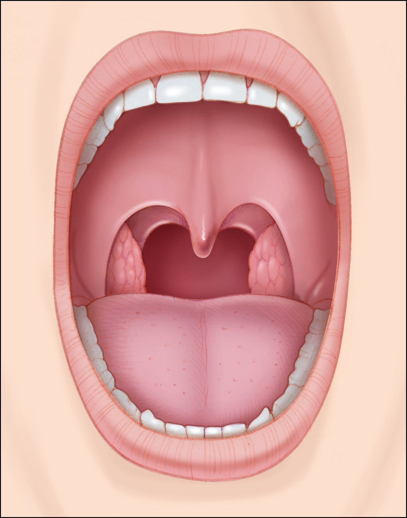 Another Word For Oral Cavity